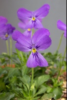 Viola albanica x altaica 'F2'